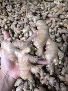 Jengibre fresco de Vietnam de alta calidad ofrecido a granel para compradores mayoristas en la industria alimentaria y los mercados de comercio global - Product Image 3