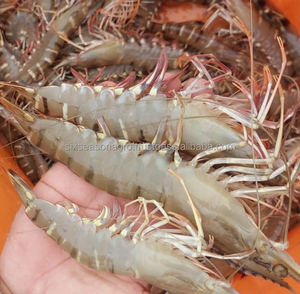 Listo para Enviar: Camarones Congelados de Calidad Premium al por Mayor, Grado Alimenticio HLSO, Suministro a Granel, Fabricante Exportador F. ABREU, 25kg - Product Image 3