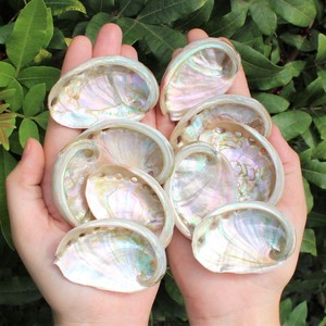 Seashell for home decor sage burning <b>abalone</b> <b>shell</b> large mini sea <b>shells</b> wholesale manufacturer - Product Image 2