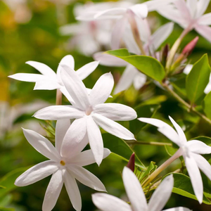 Aceite Esencial de Jazmín Grandiflora |   Proveedor al por Mayor de Aceites Esenciales Premium, Fabricante de Marca Privada OEM - Product Image 5