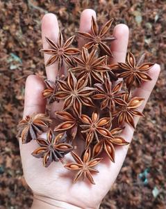 BLUE LOTUS Wholesale Vietnamese Origin Organic Whole Star <b>Anise</b> High Essential <b>Oil</b> Export Quality Reddish-brown to Dark Brown - Product Image 1