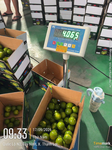 มะนาวเขียวสดไร้เมล็ดจากเวียดนาม – ผลไม้เกรดส่งออกสำหรับผู้ค้าส่งชาวมาเลเซีย - Product Image 5
