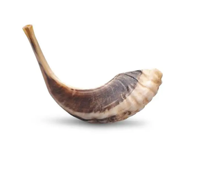 Shofar de Cuerno de Carnero Natural, Pulido, Ecológico, Instrumento Musical para Oración, Pieza Decorativa para el Hogar, Elegante y Hecho a Mano - Product Image 5