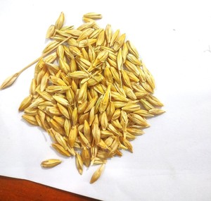 Grano de Cebada Integral Premium para Alimentación Animal, Alimento para Ganado de Alta Energía, Suministro Agrícola de Granos a Granel - Product Image 1