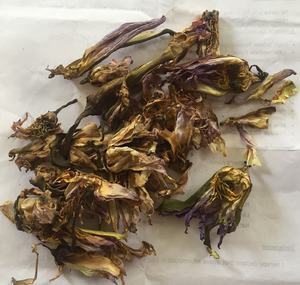 ผู้จัดจำหน่ายจำนวนมากของดอกบัวสีฟ้า - Product Image 1