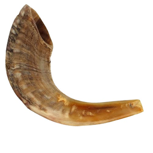 Shofar en corne de bélier poli, fait main, de qualité supérieure, casher, avec taille personnalisée - Product Image 4
