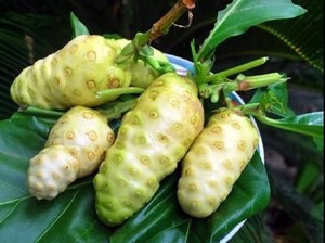 Proveedor de Jugo de Noni de Calidad Comercial - Bebida de Noni en Botellas Grandes y Botellas de 30ml en Stock, Exportación Rápida - Product Image 2