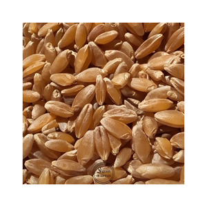 Grains de blé à prix compétitif proposés aux revendeurs, importateurs et acheteurs de denrées alimentaires en gros - Product Image 2