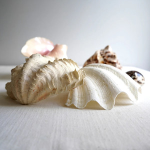 Mejor precio de conchas de almeja gigante natural al por mayor, conchas limpias para decoración y manualidades - Product Image 3