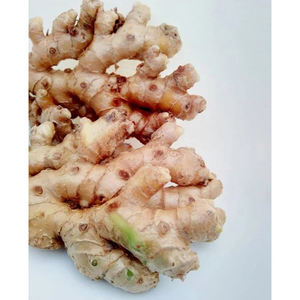 Gingembre frais de qualité supérieure, racines de gingembre récoltées à la ferme, approvisionnement en vrac pour les importateurs internationaux de légumes et les acheteurs en gros - Product Image 3