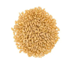 Blé dur de qualité supérieure en vrac, qualité alimentaire premium, prêt à être expédié, approvisionnement pour l'exportation - Product Image 2