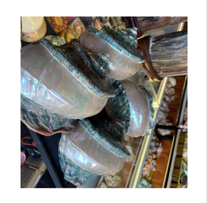 เปลือกหอยเป๋าฮื้อธรรมชาติสีขาวเหลือบรุ้ง สำหรับตกแต่งบ้าน งานฝีมือ วัสดุตกแต่งธีมรัก เป็นมิตรกับสิ่งแวดล้อม - Product Image 1