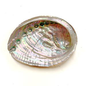 Coastal-themed display ornament seashells <b>abalone</b> ocean <b>shell</b> wholesale natural raw seashell - Product Image 4