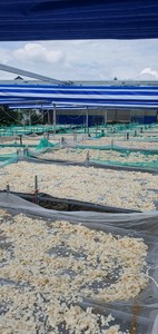 Escamas de Pescado Secas, Escamas de Carpa para Producción// Venta al por Mayor, Vida Útil de 2 Años - Product Image 4