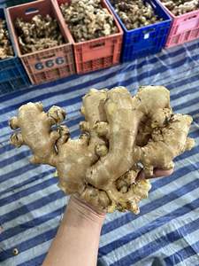 Exportador de Jengibre Fresco de Vietnam que Suministra Jengibre Natural Premium para Compradores al por Mayor que Importan Pedidos de Contenedores Completos a Todo el Mundo - Product Image 3