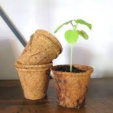 Tendance chaude Coconut Coir Pot Seed Starter Nursery Pots biodégradables compostables pour l'agriculture et le jardin du Vietnam - Product Image 5