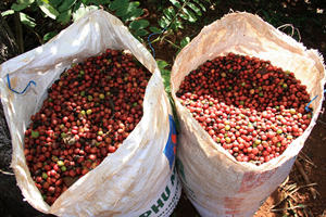 กาแฟเวียดนามเมล็ดเต็ม รสหวาน บรรจุในถุงซิปล็อค 100% พรีเมียมโรบัสต้า คั่วอ่อน รสชาติกลมกล่อมดุจน้ำผึ้ง - Product Image 6