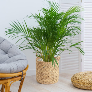 Garden Decor Eco-Friendly Animal Shape <b>Toy</b> <b>Storage</b> <b>Basket</b> Water Hyacinth & Rattan KV NATURAL HOME Low Price - Product Image 3