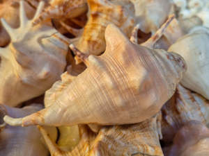 Conchas Naturales Art Deco Shankh al por Mayor para Pooja, Vastu, Feng Shui, Decoración Espiritual, Hogar, Templo, Paquete Múltiple - Product Image 2