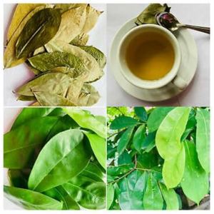 Té de Hoja de Guanábana Seca en Bolsitas, Hoja Individual, Empaque Plástico Sellado, Origen Tropical, Orgánico, Hierbas Sueltas para Infusión - Product Image 2