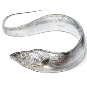 Poisson ruban congelé de qualité supérieure pour les importateurs de produits de la mer, avec une transformation propre et une offre en gros fiable. Meilleur poisson ruban congelé. - Product Image 2