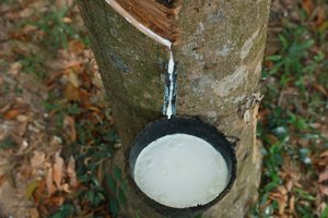 Caucho Natural Hueco Grado 17 MPa Resistencia a la Tracción Brasil Producto Agrícola Suministro a Granel en Cartón Origen BRASIL - Product Image 4