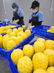 Morceaux d'ananas surgelés IQF, chair fraîche et sucrée tropicale pour la préparation de desserts, en provenance du Vietnam - Product Image 6