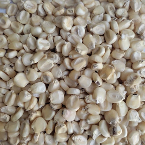 ข้าวโพดขาวเกรดพรีเมียม อาหารเกรดพรีเมียม ข้าวโพดขาวขายส่ง ผู้จัดจำหน่ายข้าวโพดขาว ผู้ส่งออกข้าวโพดขาว ผู้ผลิตข้าวโพดขาว ข้าวโพดขาว - Product Image 3
