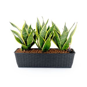 2 Pack Hand Woven Espresso Wicker <b>Rectangle</b> <b>Planter</b> Smart Self-watering for Indoor and Outdoor Flower <b>Pots</b> & <b>Planters</b> - Product Image 2