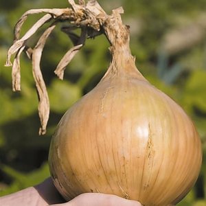 Proveedor y Exportador de Cebolla Roja Orgánica, Venta al Por Mayor, Exportación a Granel desde Austria, 6 Meses de Vida Útil, Alta Calidad, Gran Stock, Envío Rápido - Product Image 6