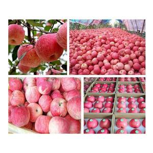 Manzanas Fuji Rojas Dulces y Frescas, Proveedor al por Mayor, Exportador de Manzanas Crujientes de Alta Calidad para Mercados Alimenticios Globales - Product Image 2