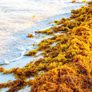 Algas Sargassum Secas para Fertilizante Orgánico y Alimento Animal – Proveedor de Vietnam - Product Image 5