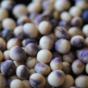 Semillas de Soja Orgánica Premium a Granel con Selección Limpia y Clasificada para Exportadores de Alimentos y Compradores Mayoristas - Product Image 2