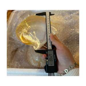 Plato de Concha de Mar con Efecto Brillante, Hecho de Concha de Ostra, Venta al por Mayor, Mejor Precio, Plato para Pastel de Nácar - Product Image 1