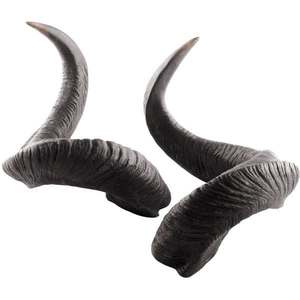 Escultura de Cuerno Natural Curvado - Product Image 1