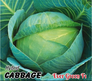 Semillas Híbridas de Col F1 Moon Star Evergreen, 99.9% de Pureza, 85% de Germinación, 2 Años de Vida Útil - Product Image 1