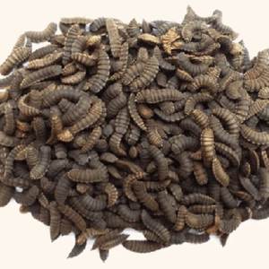 Fournisseur fiable d'aliments secs de haute qualité Soldat noir Larves de mouches en vrac à des prix compétitifs - Product Image 3