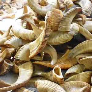 Artesanía natural, instrumento musical cultural y religioso, cuerno de oveja Shofar, cuerno de Kudu/Carnero, artesanía natural, Shofar pulido de alta calidad - Product Image 3