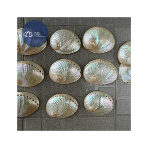 [VENTA EXITOSA] |   3 Piezas de Conchas de Caracol Pequeñas Multicolores para Decoración del Hogar, Venta al por Mayor, Vietnam - Product Image 1