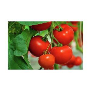 Tomates rouges fraîches en gros disponibles - Product Image 1