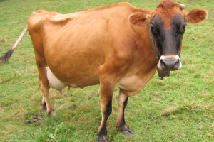 High Quality Jersey Dairy <b>Cows</b> for Bulk Livestock Supply and Commercial Farming - Product Image 2