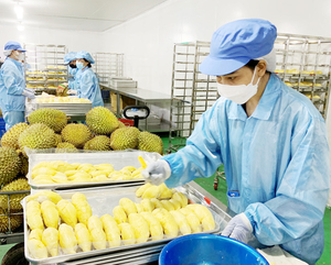 Durian Congelado sin Semillas en Oferta, Pulpa IQF de Calidad de Exportación - Product Image 4