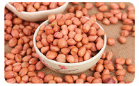 Arachides de qualité supérieure du Vietnam, blanchies, de haute qualité, brutes, pour en-cas et transformation alimentaire 2025