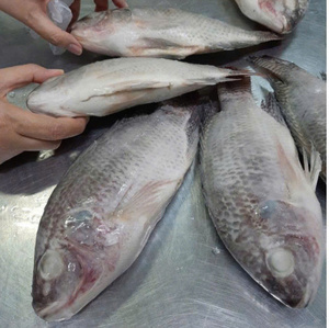 VAN BACH TUNG Pescado Congelado Entero Premium 1kg Alta Calidad Precio Alto Valor Nutricional 100% Natural Envasado al Vacío Vietnam 12+ Meses - Product Image 2
