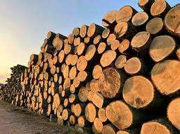 Offres incroyables sur les grumes de bois de Padauk en vrac et le bois de santal rouge et blanc à vendre - Product Image 3