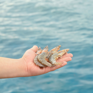 Probióticos de acuicultura de camarones para un control efectivo del amoníaco - Product Image 6