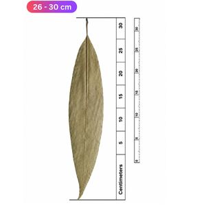 Hojas de Mango Secas Naturales para Acuario |   26-30 cm | Paquete de 12 - Product Image 2