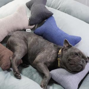 Yommy Pet Mystery Box: Regalo a Sorpresa per Animali Domestici - Accessorio per Cuccia con Comodo Cuscino - Product Image 5