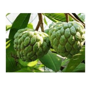 Tươi và chất lượng cao mãng cầu <span class=keywords><strong>Apple</strong></span> từ Việt Nam bán buôn xuất khẩu - Product Image 2