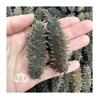 Abalone entier de qualité supérieure, saliné, en vrac, produit de la mer nutritif